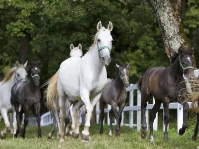 Group of running Lipizzaner horses.
