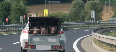 Slovenija, pomurska avtocesta, prašiči. Foto: Tatjana Pihlar 