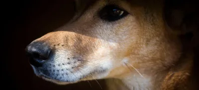 2JMDYCM Portrait of a stray dog that suffers animal abuse in the streets