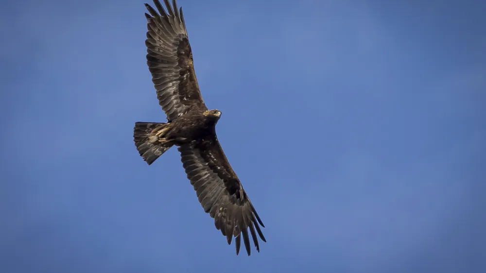 FILE - An adult golden eagle circles overhead in a remote area of Box Elder County, Utah, May 20, 2021. Harvey Hugs, a Montana felon previously convicted of killing eagles to sell their parts on the black market, was sentenced to three years in federal prison Wednesday, Jan. 24, 2024, for related gun violations. (Spenser Heaps/The Deseret News via AP, File)