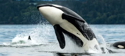 A Bigg's orca whale jumping out of the sea in Vancouver Island, Canada