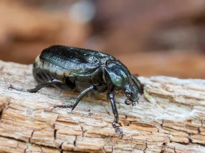 F59C1P Hermit beetle Osmoderma eremita