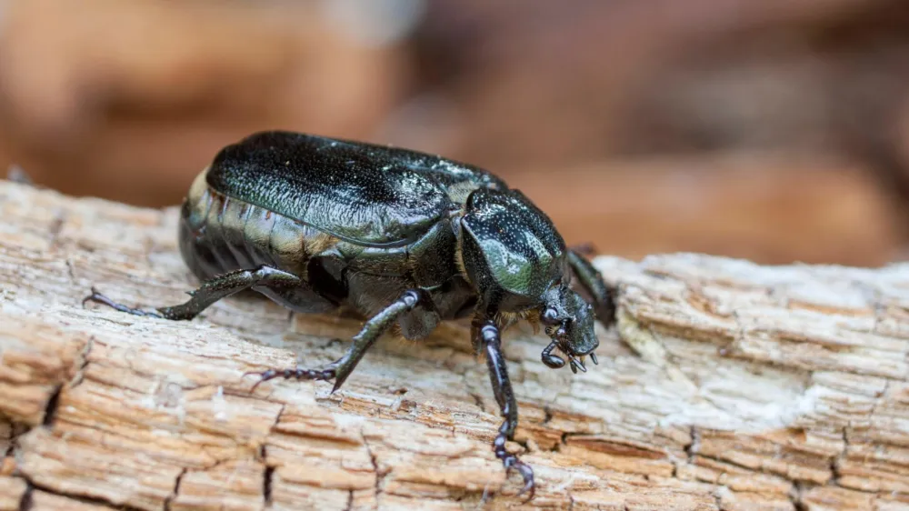F59C1P Hermit beetle Osmoderma eremita