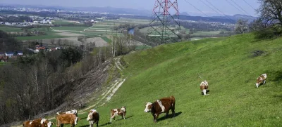 turistična kmetija Pri Lazarju - krave - govdoreja - 06.04.2023 - Odbor Planinske zveze Slovenije za planinstvo invalidov (Odbor inPlaninec) – predstavitev akcije Gibalno ovirani gore osvajajo GOGO 2023 – novinarska konferenca na turistični kmetiji Pri Lazarju//FOTO: Nik Erik Neubauer