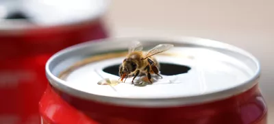 Insect on soda can / Foto: ~usergi15769699