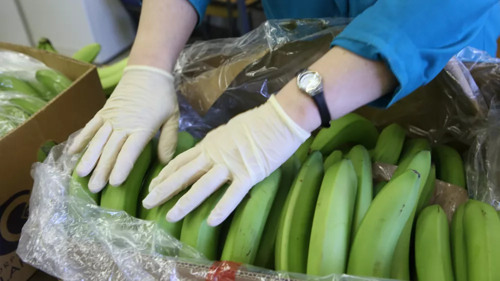 - mejna fitosanitarna in&scaron;pekcija za fitosanitarni nadzor, nadzor kakovosti in varnosti živil - pregled kakovosti pri uvozu svežega sadja in zelenjave - laboratorij - sadje - banane- 11.04.2017 - Luka Koper, pristani&scaron;ki in logistični sistem, d.d., mednarodno tovorno koprsko pristani&scaron;če, - pretovarjanje, skladi&scaron;čenje in transport živil - //FOTO: Tomaž SkaleOPOMBA: DNEVNIKOV OBJEKTIV - REPORTAŽA 2017