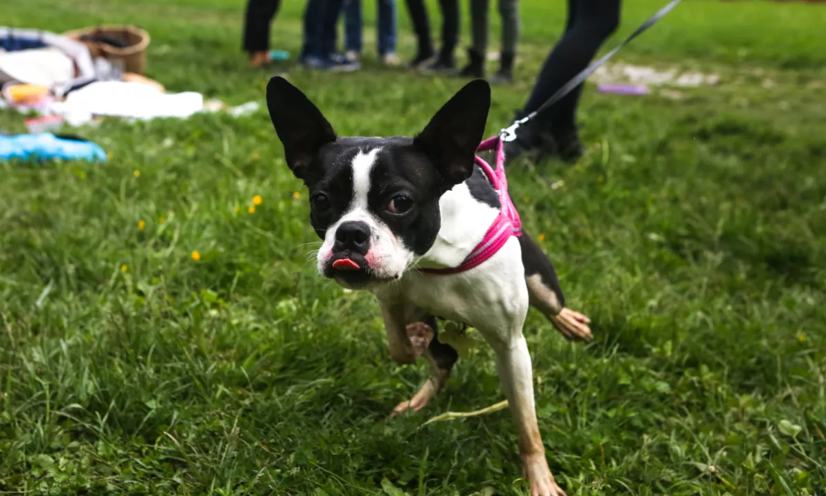 www.dnevnik.si