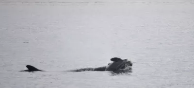 In this photo provided by NOAA Fisheries, the orca known as J35 (Tahlequah) carries the carcass of her dead calf in the waters of Puget Sound off West Seattle, Wash., on Wednesday, Jan. 1, 2025. (Candice Emmons/NOAA Fisheries via AP)