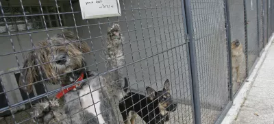 Zavetišče za zapuščene živali Gmajnice 30, azil za živali namenjen začasni namestitvi zapuščenih živali psov in mačk //FOTO: Luka CjuhaOPOMBA: ZA OBJAVO V ČASOPISU DNEVNIK