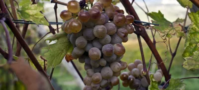 grozd Klarnica - stara sorta vinske trte - vinograd v Vipavski dolini- reportaža vinarji        //FOTO: Jaka Gasar