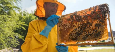 Beekeeper viewing movable bee hive frame, inspecting colony health and size. Concept of honey farmer and apiarist work. / Foto: 24k-production