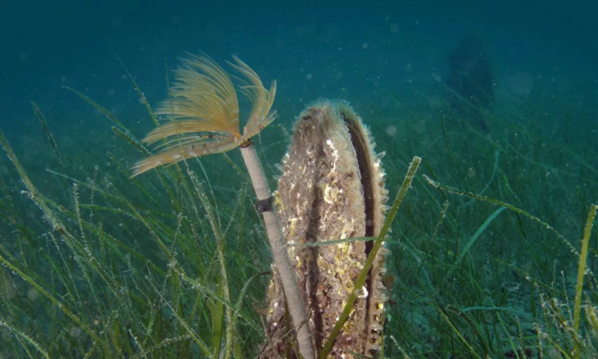 Na robu izumrtja: v slovenskem morju potrjenih le še pet leščurjev