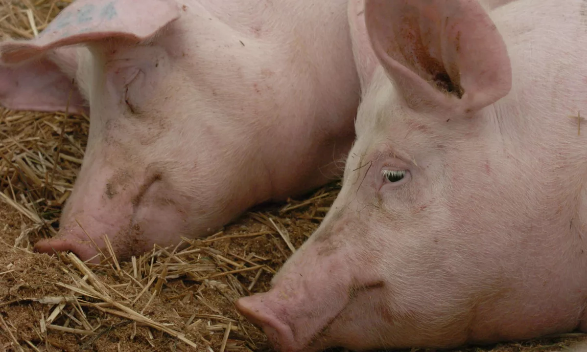 Kastracijo pujskov bodo lahko izvajali tudi veterinarski pomočniki