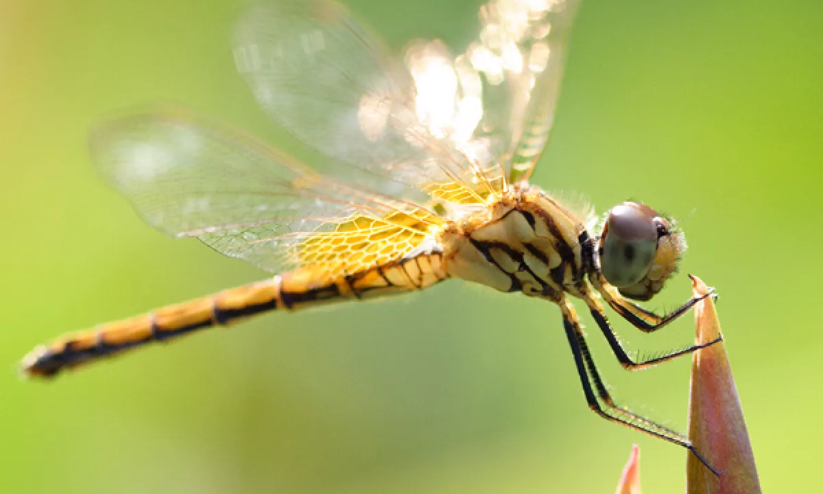 Kako zlate ribice, izpuščene v ribnike, spreminjajo kačje pastirje