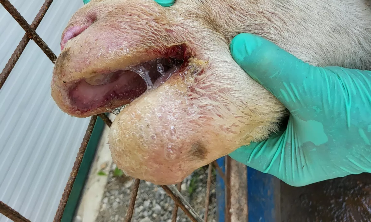 Zaradi bolezni modrikastega jezika na Slovenskem poginilo 2500 glav drobnice