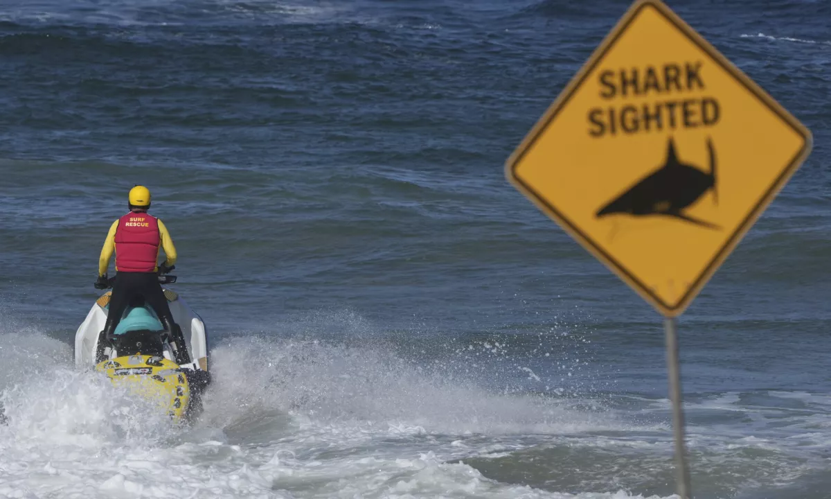 V napadu morskega psa v Avstraliji umrl moški