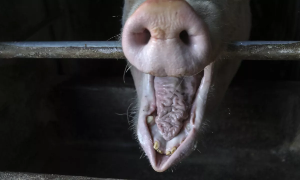 Pred mošejami v Parizu našli prašičje glave