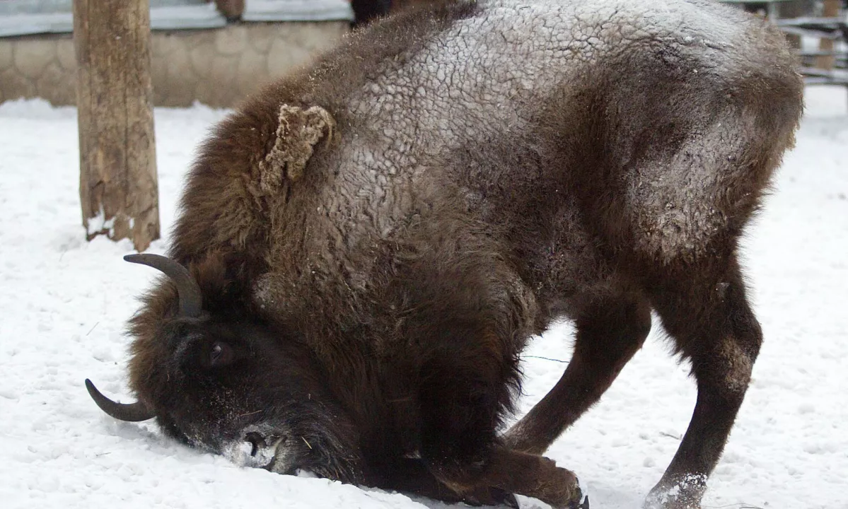 Iz narodnega parka pobegnil bizon: »Naš junak uživa v pustolovščini«