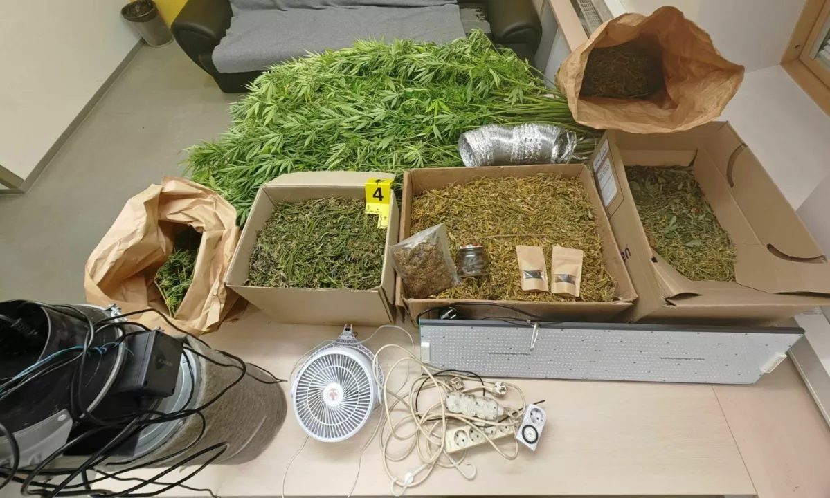 Pri osumljencih našli prostor za gojenje konoplje in več kilogramov droge