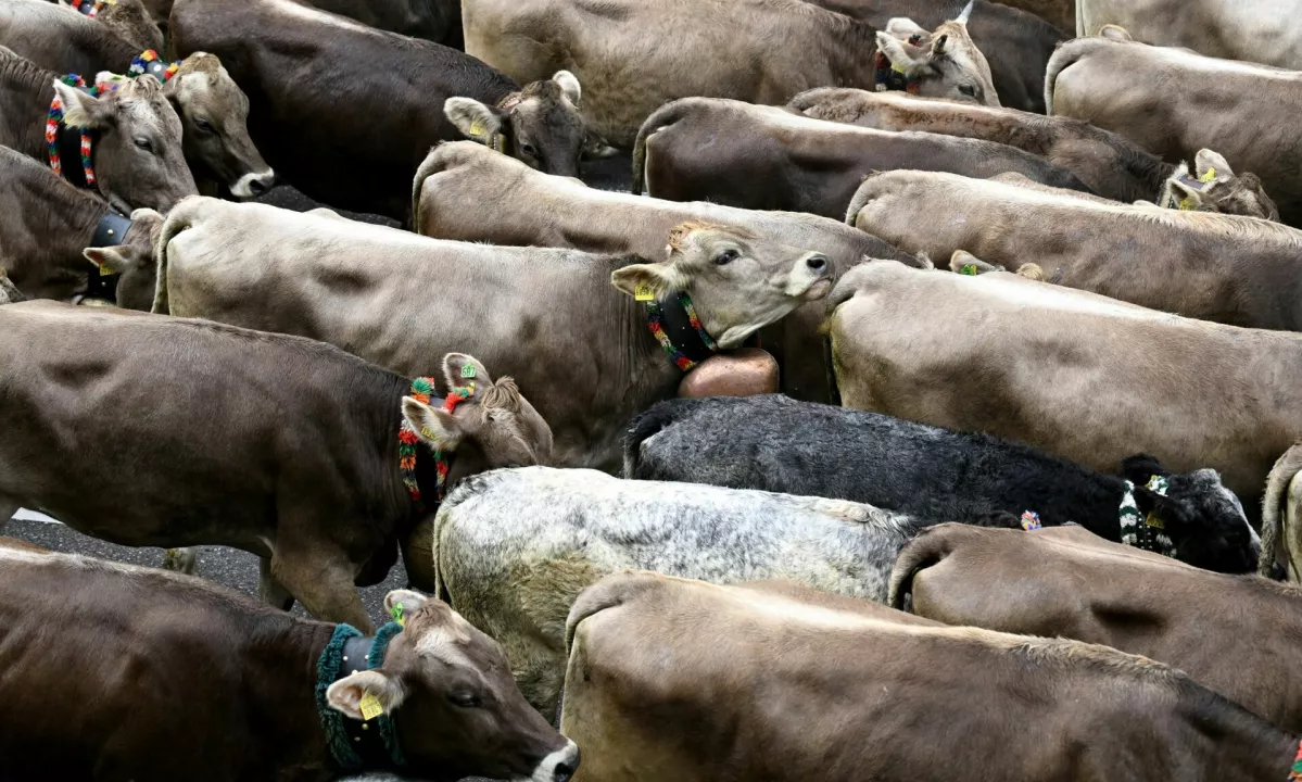 Na Madžarskem potrjen prvi primer bolezni modrikastega jezika, kar vpliva na pošiljke v Slovenijo
