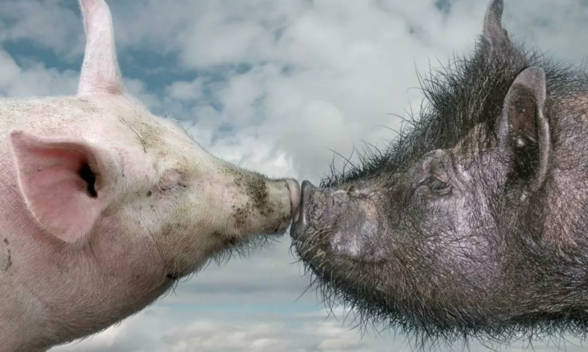 V BiH ob meji s Hrvaško potrdili primere afriške prašičje kuge