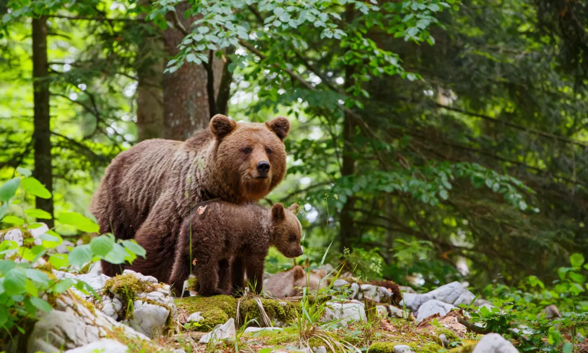 Rakitna: Novo dovoljenje za odstrel medvedke z mladičem