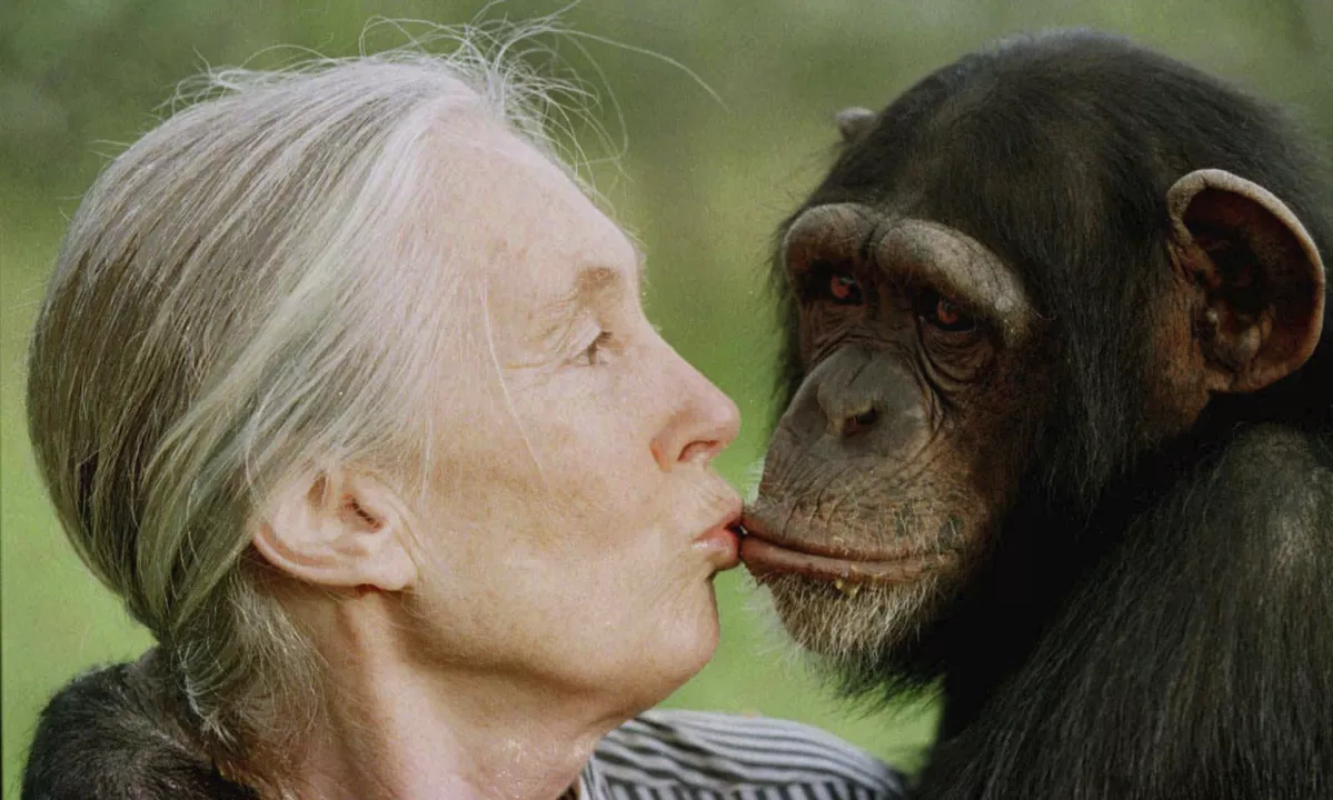 Umrla je legendarna raziskovalka šimpanzov Jane Goodall
