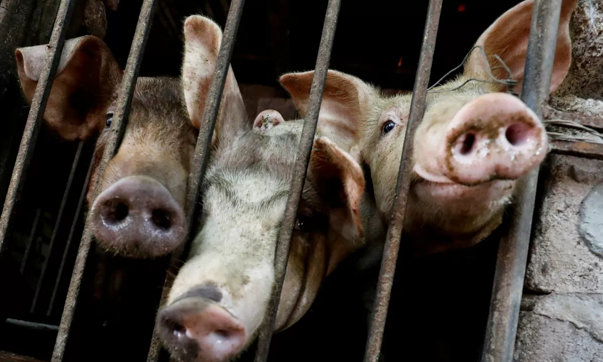Na Hrvaškem zaradi afriške prašičje kuge usmrtili že 56.000 prašičev