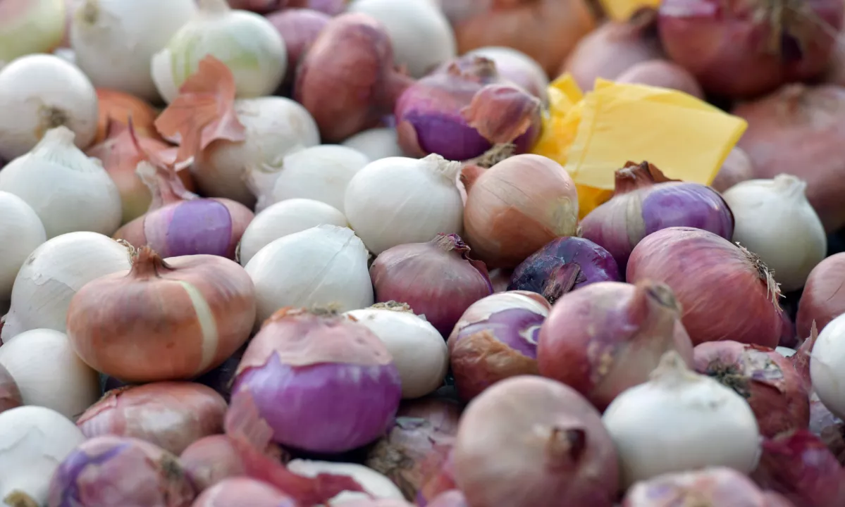 Na Nizozemskem v pošiljki čebule iz Francije odkrili ročni granati