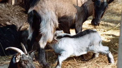 Živalski vrt, ZOO koza