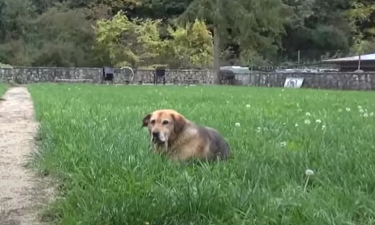 Za Halidom Bešlićem žaluje tudi njegov pes: »Noče ne jesti ne piti«