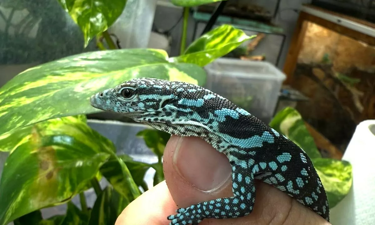 V Zagrebu na svet prišla mladiča ene najbolj ogroženih vrst kuščarjev na svetu