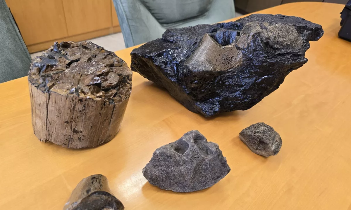 Mastodont iz Velenja?