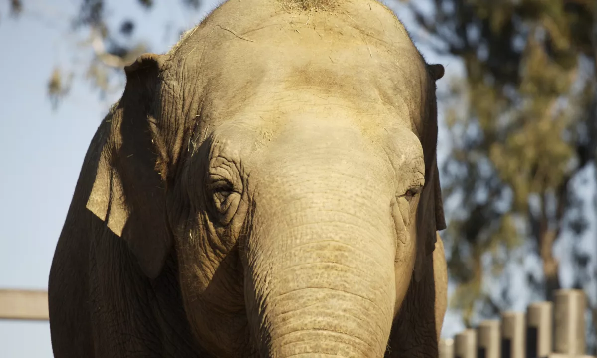 V Indiji se je populacija slonov v osmih letih zmanjšala za četrtino