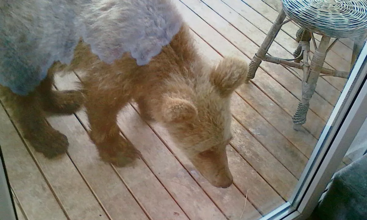 V Sloveniji vzpostavljen MedvedoFON za prijavo opazovanj zveri