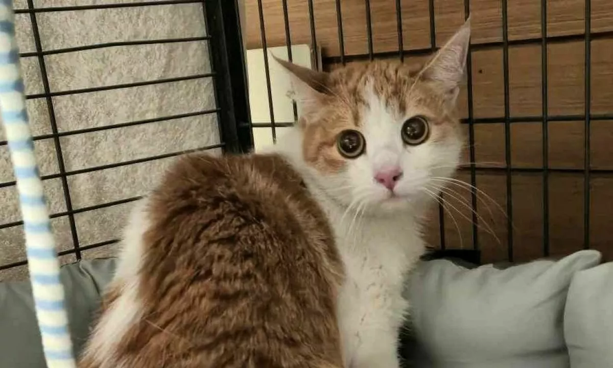 Na Prevaljah najemnica zapustila stanovanje in v njem zaklenila mačka