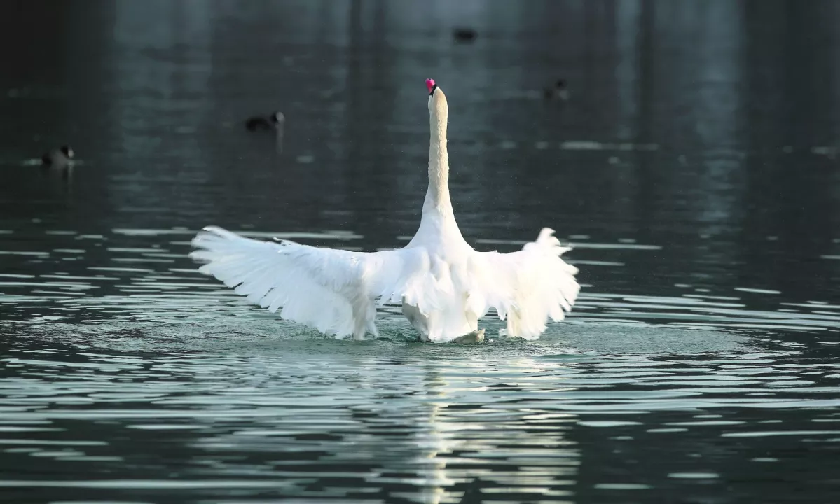 V Velenju pri labodu potrjena ptičja gripa, prvi primer v letu 2025