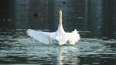 ﻿- Labodi - velike vodne ptice selivke - labod//FOTO: Jaka GasarOPOMBA: ZA OBJAVO V PRILOGI - DNEVNIKOV OBJEKTIV - REPORTAŽA 2013