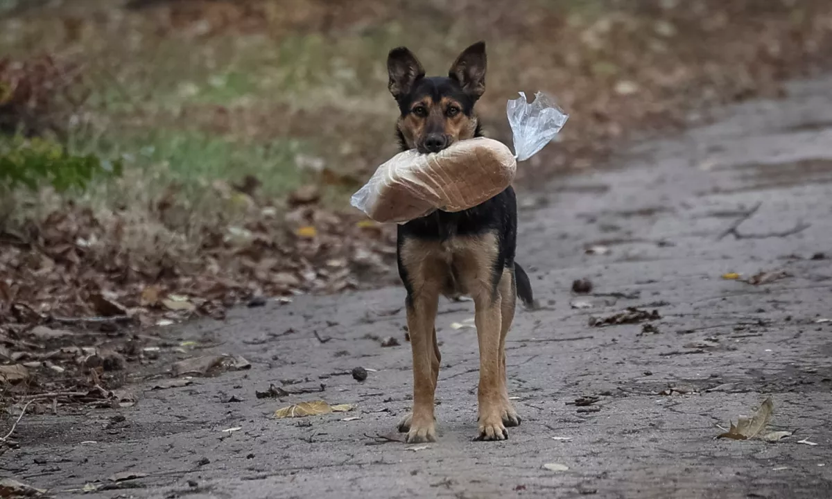 V Walesu pes usmrtil devetmesečnega dojenčka