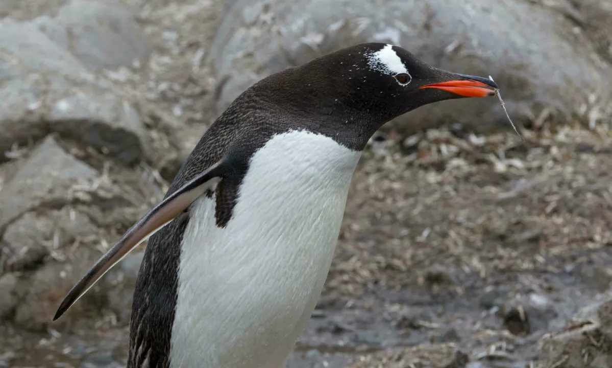 Ledenik Hektoria na Antarktiki se umika rekordno hitro