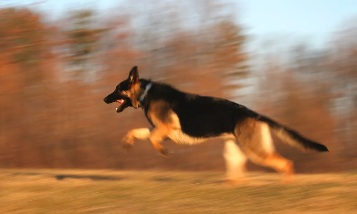 Policija prosi za pomoč: psa na območju Dobove napadata drobnico
