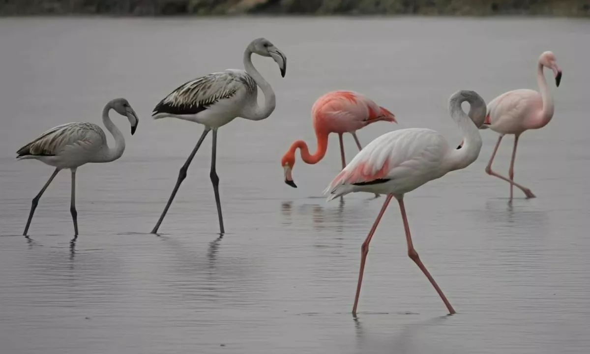 V Sloveniji prvič opazili barvitega ameriškega plamenca