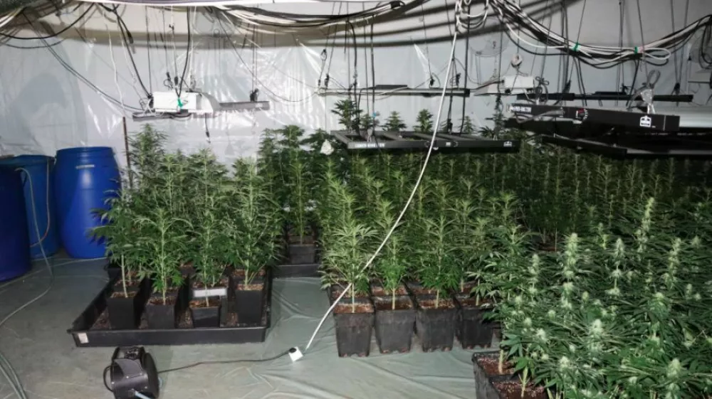 Šmarski policisti so v Kozjem odkrili prostor, v katerem je 42-letnik prideloval konopljo. 