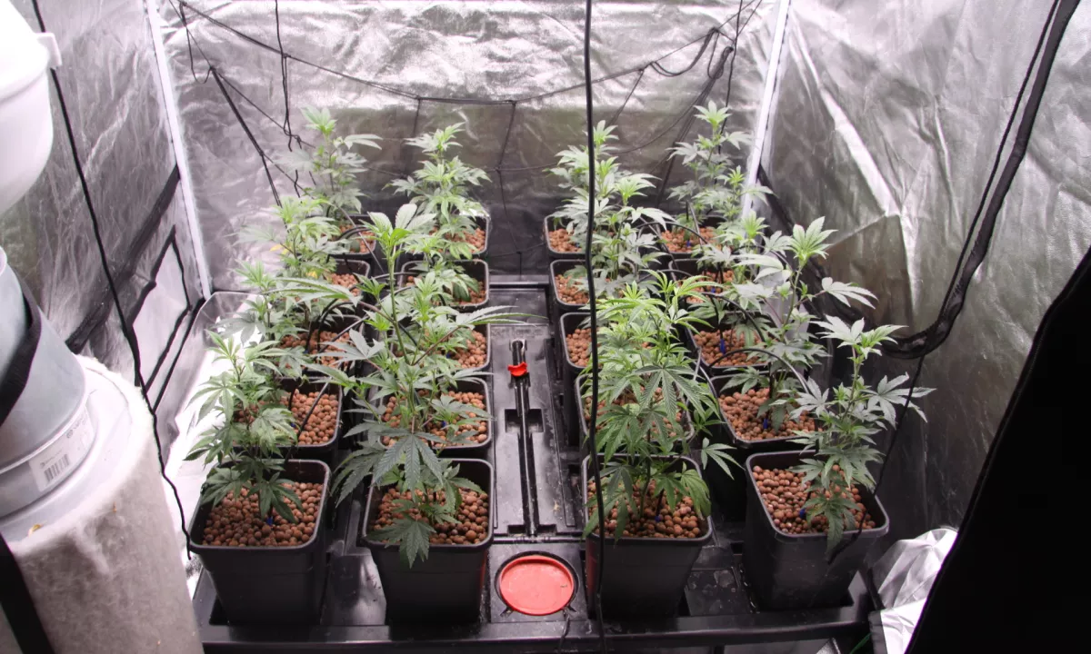 Domžalski policisti med hišno preiskavo odkrili prostore za gojenje konoplje