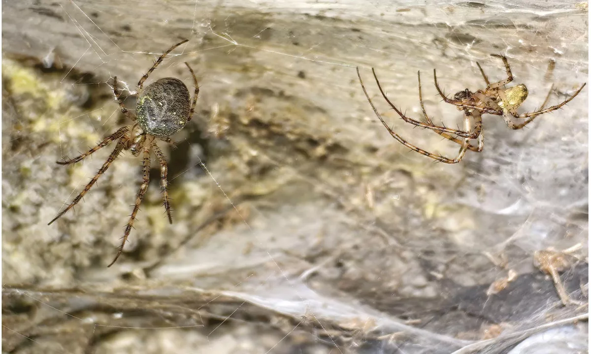 Na grško-albanski meji odkrili največjo pajkovo mrežo na svetu