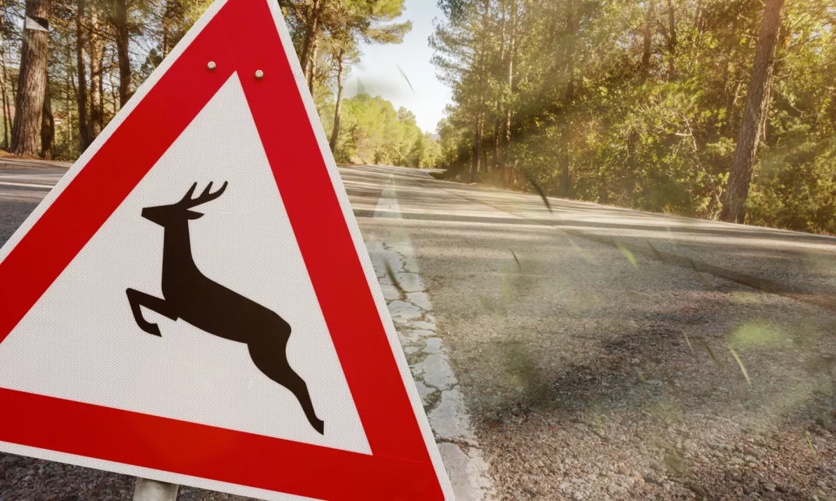 aradi megle, krajših dni in sezone parjenja je tveganje za trk najvišje. Strokovnjaki svetujejo, kako se izogniti najhujšemu. &gt;&gt;&gt;