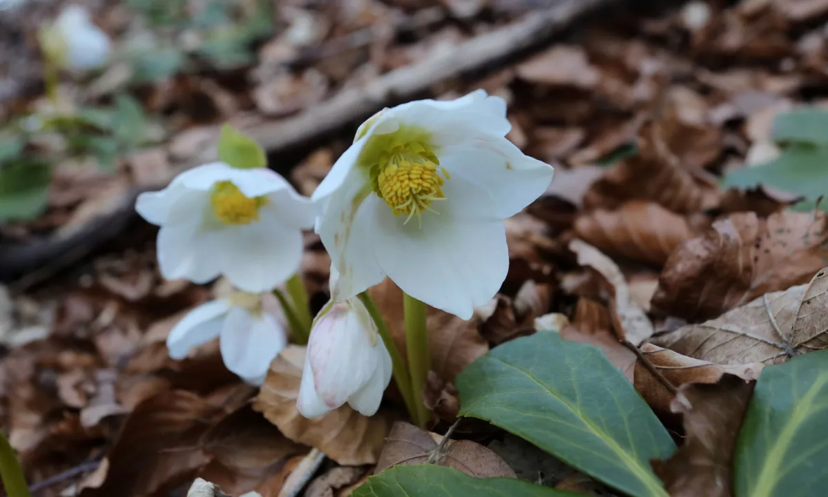 Kdo pravi, da mora biti vrt pozimi pust in brez barv?