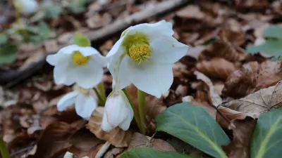 Kukurijekrr 27.02.2019., Crni Lug - Kukurijek, cvijet koji cvjeta krajem zime u Gorskom kotaru. rrPhoto: Goran Kovacic/PIXSELL 