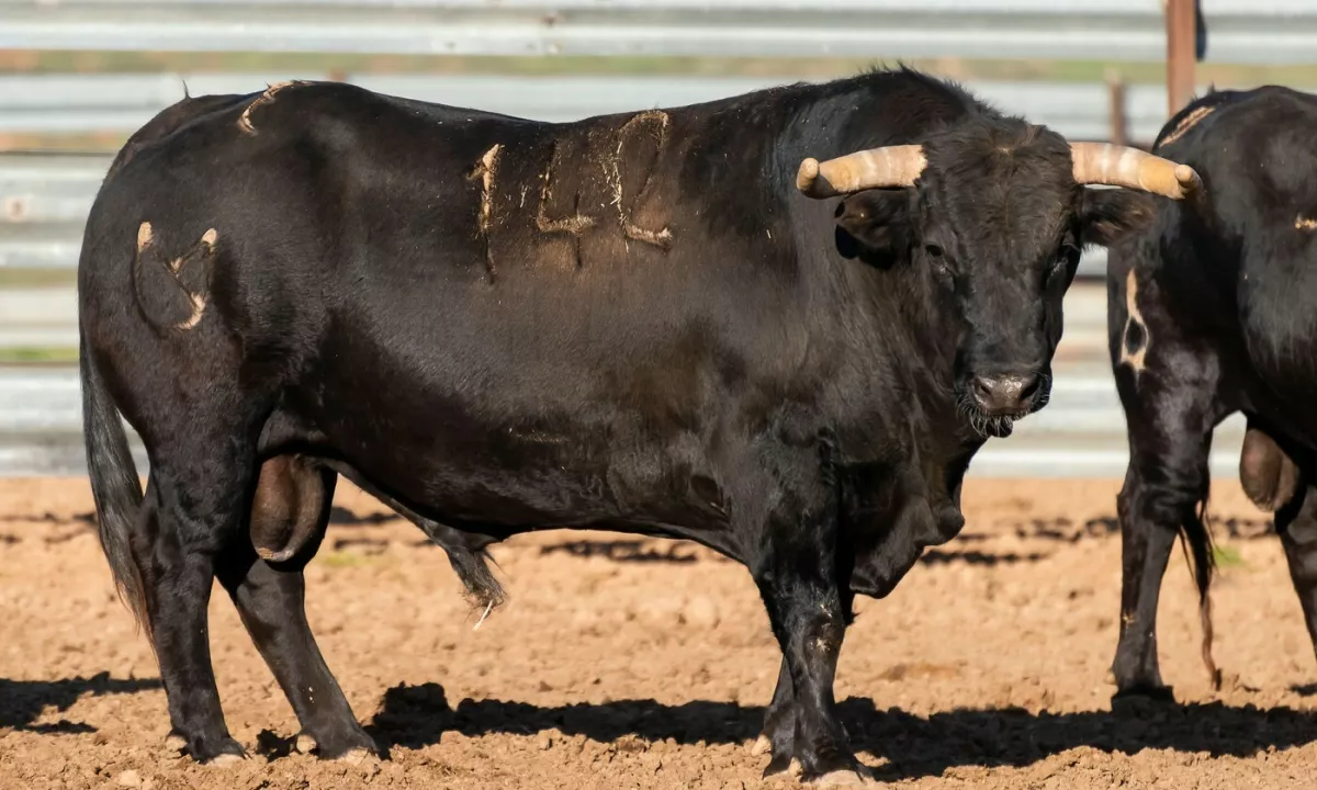 Prebivalci hrvaškega Gračca že pol leta živijo v strahu. Po naselju namreč prosto hodi agresiven bik, ki vstopa na dvorišča, ruši ograje, blokira cesto in uničuje avtomobile.