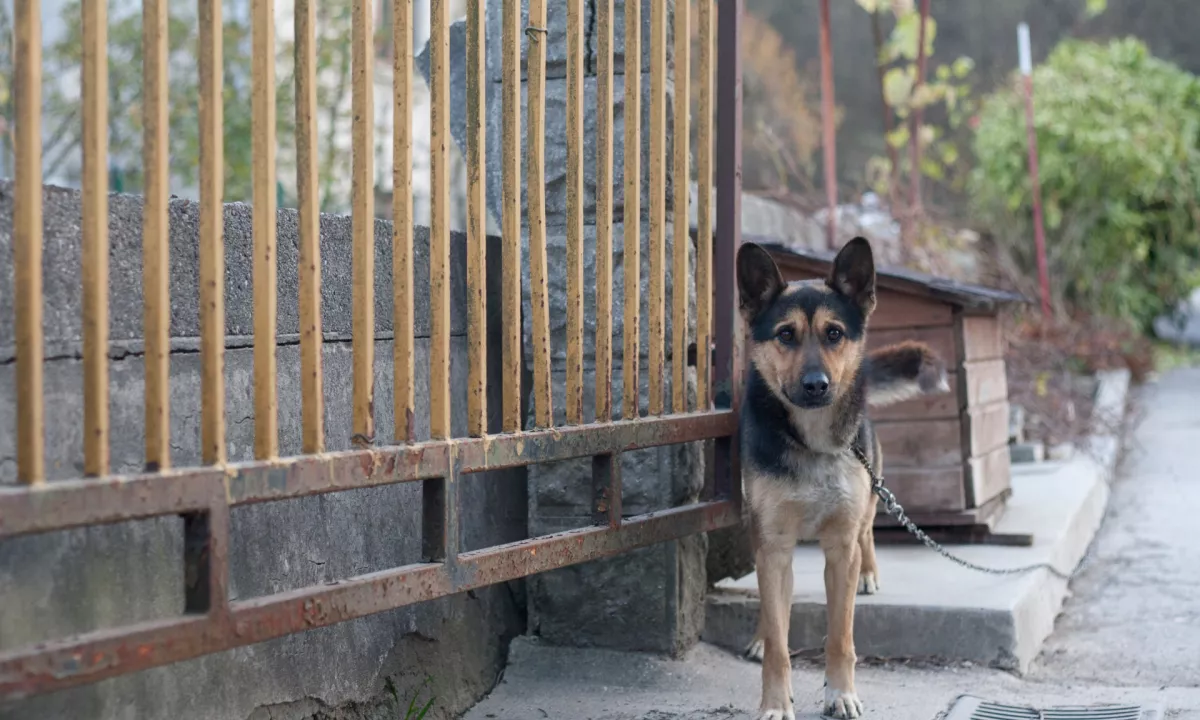 Psi morajo imeti na voljo prostor, ki jim omogoča gibanje, je varen in zavarovan pred pobegom.